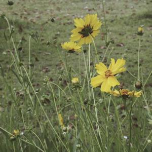 女友的石女闺蜜小说免费阅读
